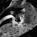 Cat In Bag #2